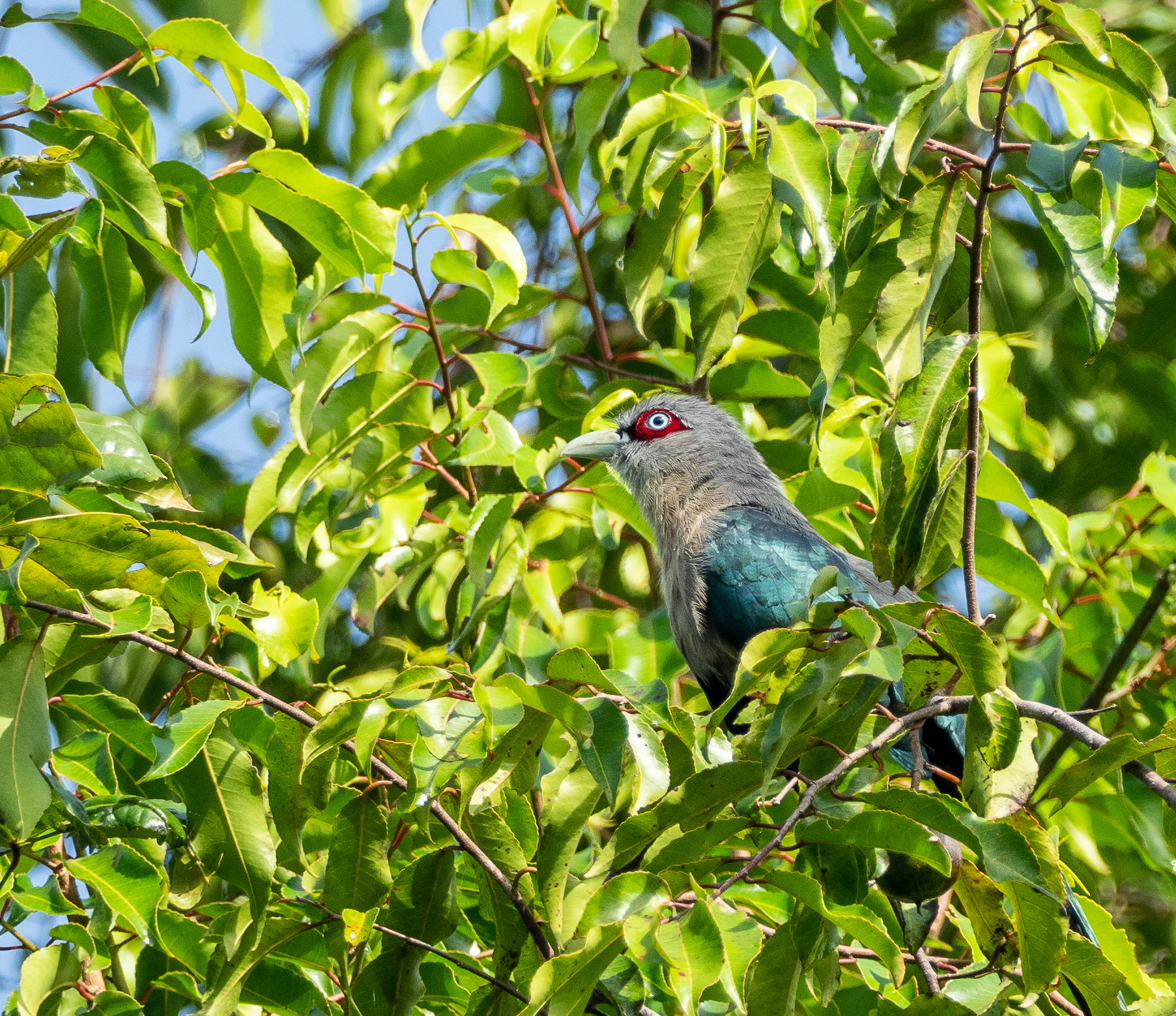 Black bellied Malkohas